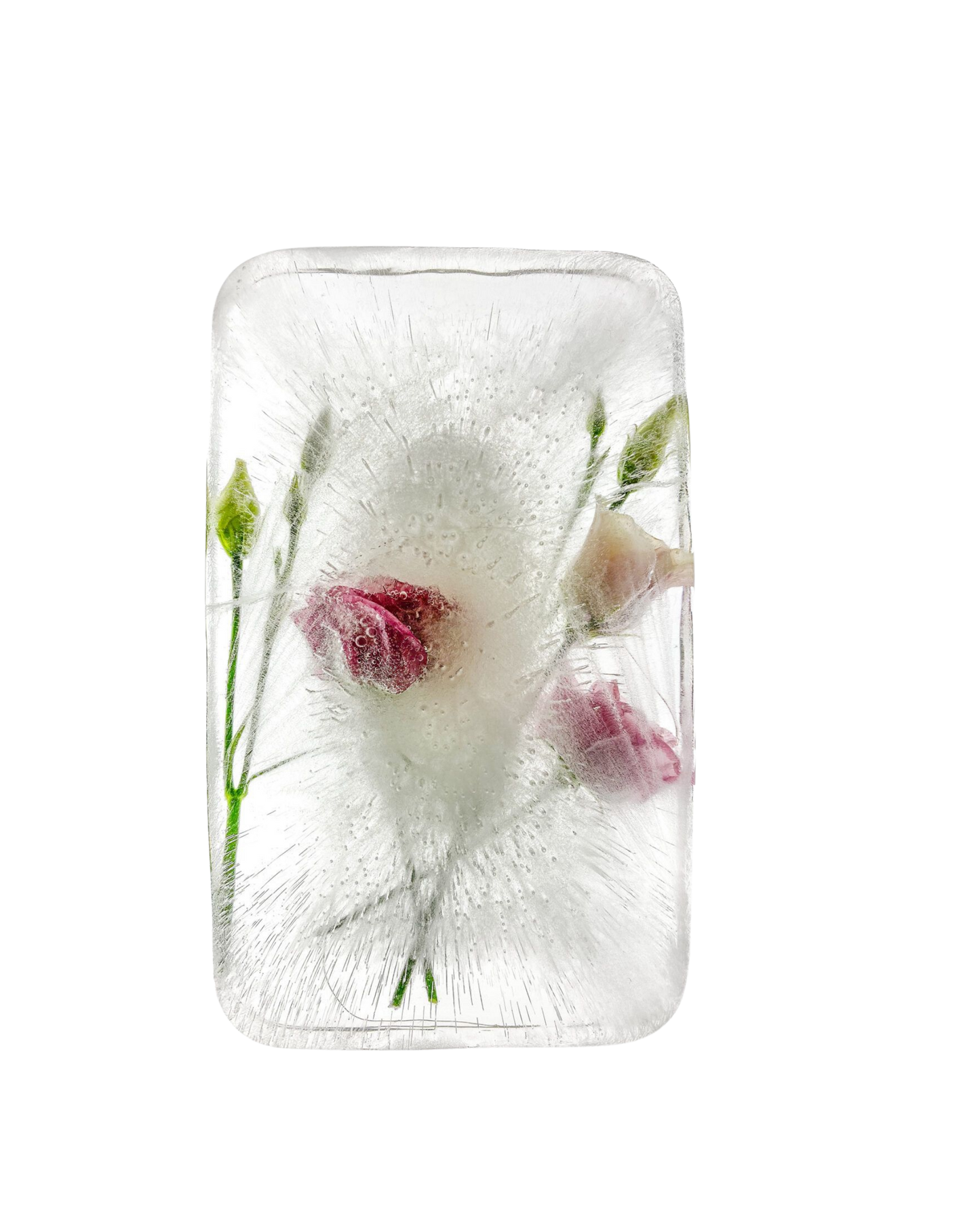 Saltwater Rose (EDP 17%) (Limited Edition)