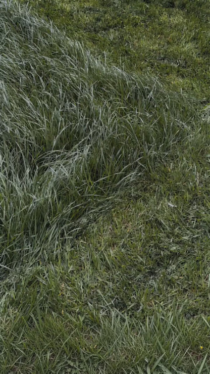 Cut Grass + Concrete (Perfume Oil)